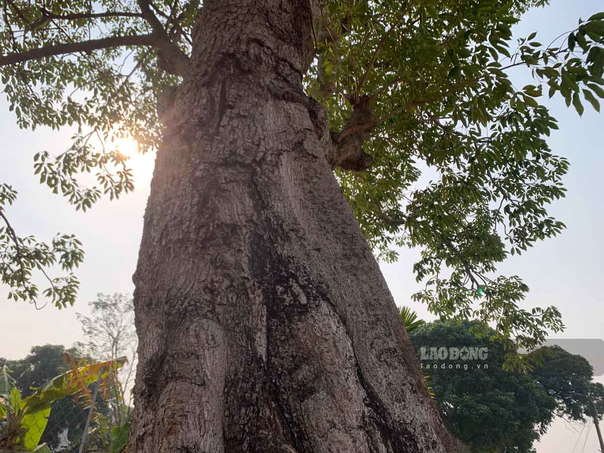 Ngay nay, goc cay gao toa bong mat la noi sinh hoat cua nguoi dan dia phuong.