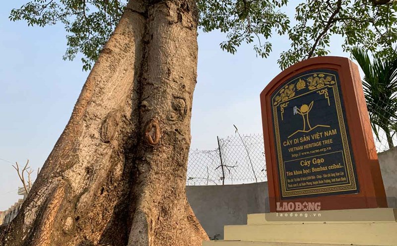 A pair of heritage kapok trees in Xuan Giang commune, Xuan Truong district, Nam Dinh province. Photo: Ha Vi