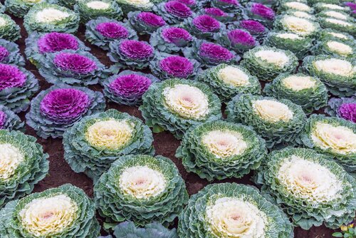 Ornamental cabbage flowers are popular for their uniqueness when displayed as home decorations. Photo: Pixabay