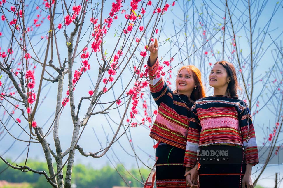 The peach blossom festival with the theme "Spring peach blossoms connect culture" was held by Vinh Thanh district (Binh Dinh) on February 8-9. Photo: Dung Nhan