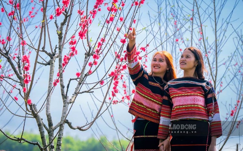 The peach blossom festival with the theme "Spring peach blossoms connect culture" was held by Vinh Thanh district (Binh Dinh) on February 8-9. Photo: Dung Nhan