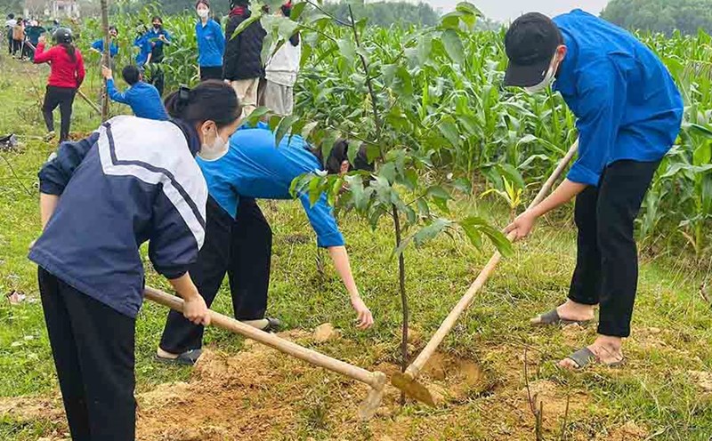 Chung tay dọn rác, trồng cây phục hồi rừng ngập mặn ở Nha Trang