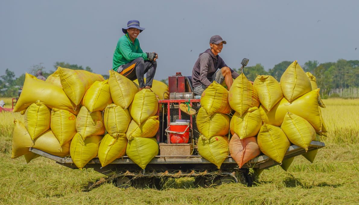 Ong Thanh Xuan mot nong dan o xa Tai Van (huyen Tran De, tinh Soc Trang), chia se: “Gia dinh toi vua thu hoach xong 6 ha lua Dong Xuan, nang suat dat hon 6 tan/ha. Thuong lai thu mua tai ruong voi gia 7.000 dong/kg. Tru chi phi, toi loi duoc khoang 15 trieu dong/ha. Du chi phi san xuat hoi cao do sau benh, nhung gia lua tang 500 dong/kg so voi truoc Tet doi voi giong Dai Thom 8, nen gia dinh toi van co loi“, ong Xuan noi.