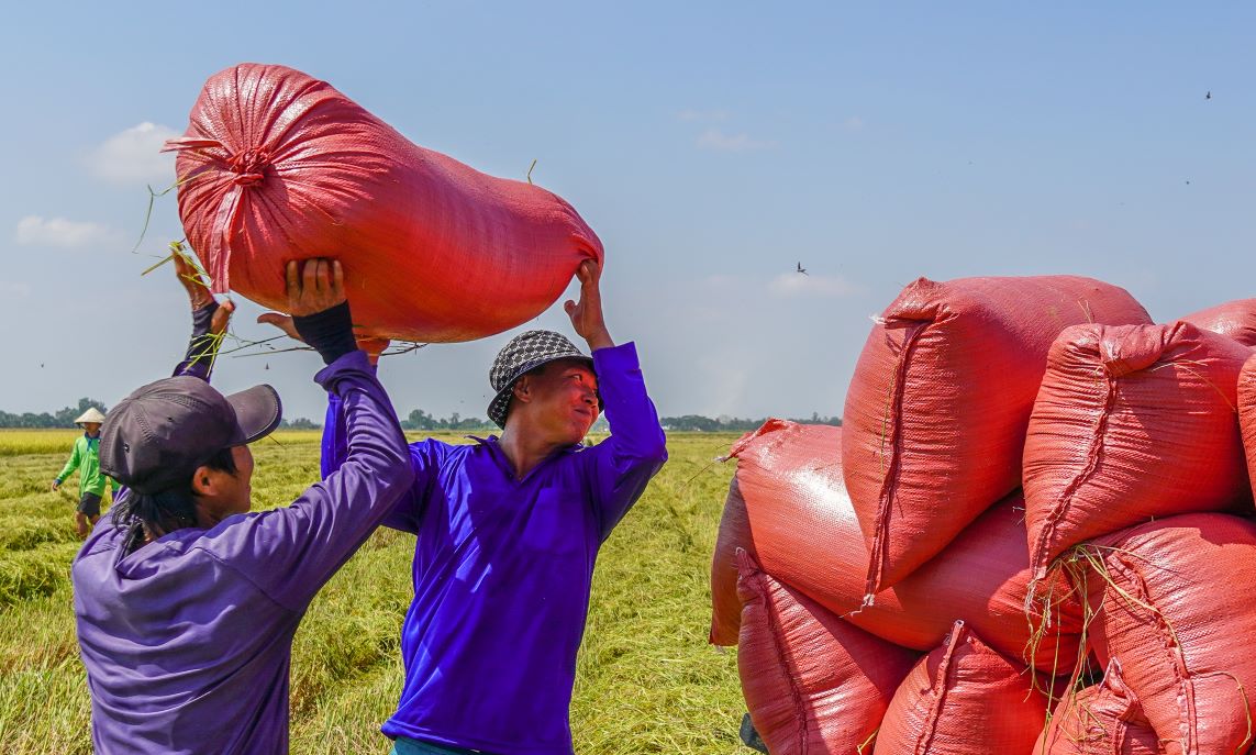 Chi Tra Thi Hanh - mot nong dan o xa Tai Van (huyen Tran De, tinh Soc Trang) cung dang tat bat thu hoach hon 5 ha lua giong ST25, voi nang suat uoc dat 8 tan/ha. “Gia lua hien tai la 9.100 dong/kg, tang hon 1.000 dong/kg so voi truoc Tet. Mac du gia lua chua cao bang vu he thu truoc do, nhung chung toi van co loi. Hy vong gia se tiep tuc tang trong cac vu toi”, chi Hanh noi.