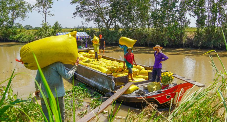 Theo So NP-PTNT tinh Soc Trang, nam 2024 san luong lua dat hon 2,1 trieu tan, xuat khau 1,2 trieu tan gao. Den nam 2025, Soc Trang dat muc tieu co 195.000 ha dien tich gieo sa la lua dac san, trong do uu tien phat trien nhom giong lua ST