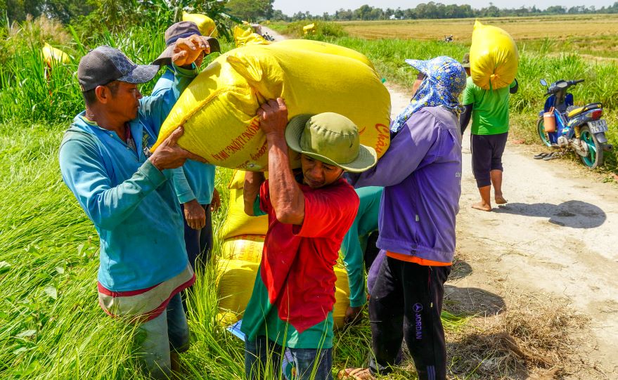 Không chỉ nông dân trồng lúa mà cả người lao động cũng có thêm thu nhập trong mùa thu hoạch. Ông Lâm Hên một lao động vác lúa, cho biết: “Sau vài ngày nghỉ Tết, tôi đã bắt đầu công việc từ mùng 4 tháng Giêng, thu nhập khoảng 500.000 đồng/ngày từ việc bốc vác lúa thuê“.