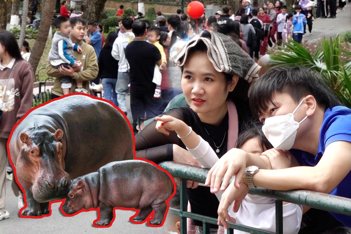 Revealing the "rising star" of Hanoi Zoo