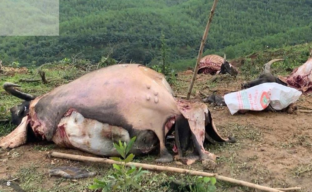 Trâu của người dân bị giết, xẻ thịt. Ảnh: Công an huyện Hải Lăng