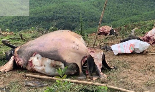 Trâu của người dân bị giết, xẻ thịt. Ảnh: Công an huyện Hải Lăng