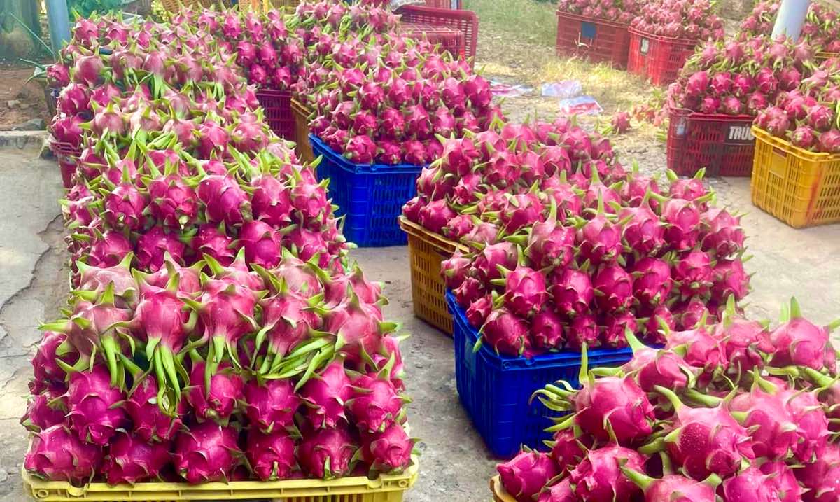 Thương lái xuất hành tìm mua thanh long Bình Thuận sau Tết