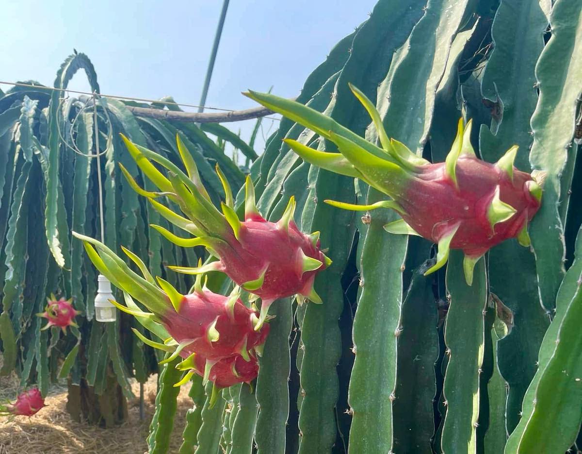 Thanh long chin do tren cay. Anh: Pham Duy 