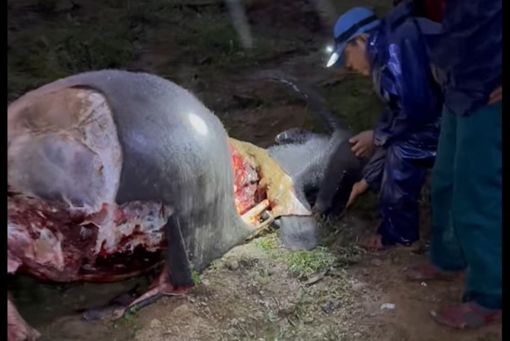 People's buffaloes were killed and butchered on the hill. Photo: H.Nguyen