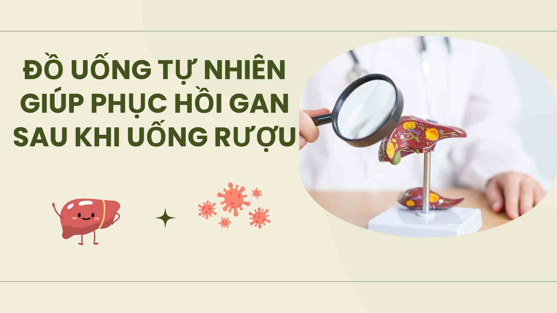 Natural drinks help restore the liver after drinking alcohol and beer