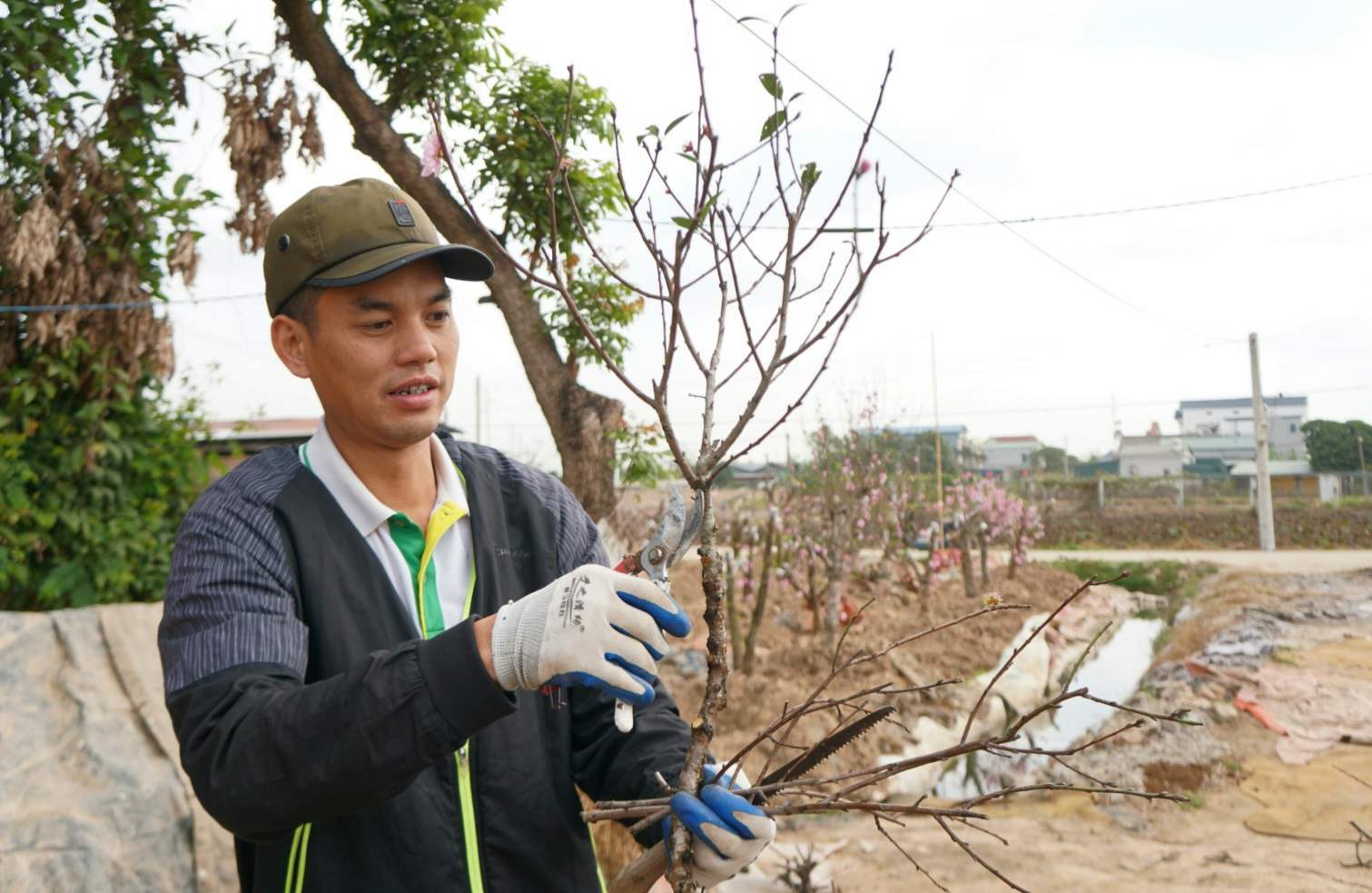 Anh Nguyen Xuan Duy (thon Phu Lien, xa Hong Phong) lam nghe trong dao canh hon 10 nam cho biet, de giu cho cay dao cu nam sau van co dang dep can cat tia nhung canh va bup con sot lai, roi tiep tuc uon tao dang lai tu dau. Cong doan nay doi hoi nguoi lam phai co kinh nghiem, neu khong cay se rat de bi chet canh, kho co kha nang hoi phuc.