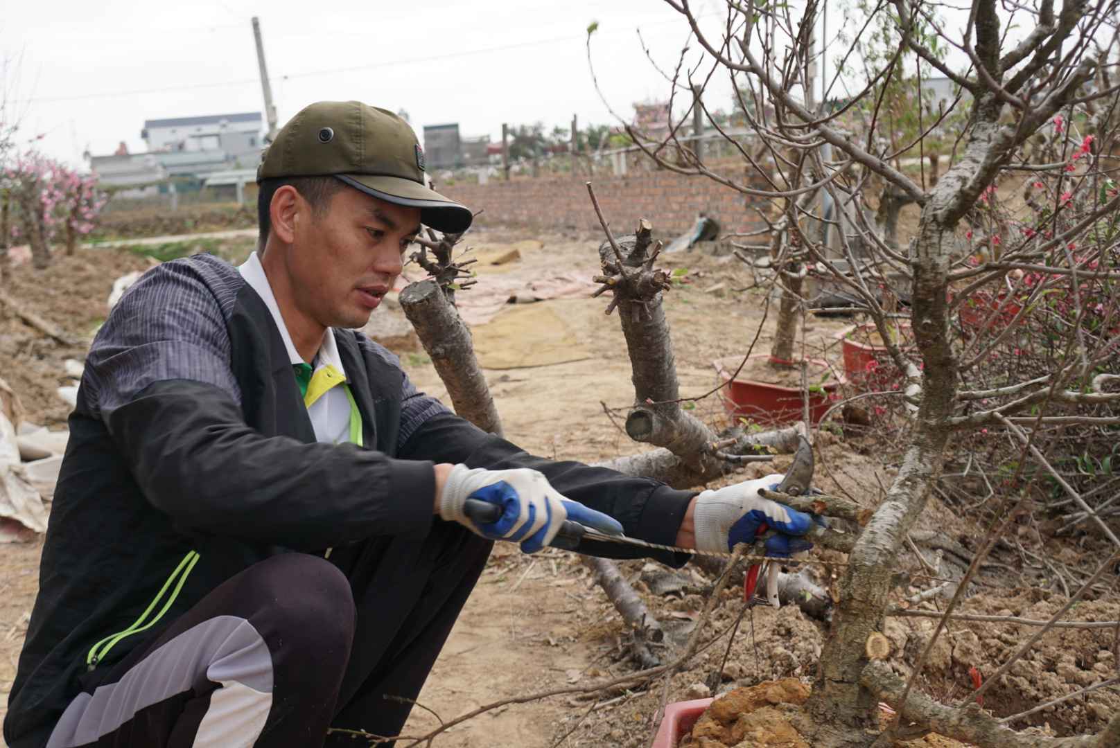 Theo ghi nhan cua Lao Dong ngay 3.2, tren cac canh dong cua lang nghe trong hoa, cay canh Phu Lien, khong khi lam viec dien ra soi noi, cac nong dan trong dao dang tien hanh cham soc, cat tia va tao dang, giu nhua nuoi cay cho nhung goc dao moi.