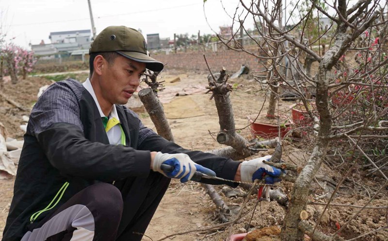 Farmers in Hai Duong are taking care of peach trees after Tet. Photo: Cong Hoa