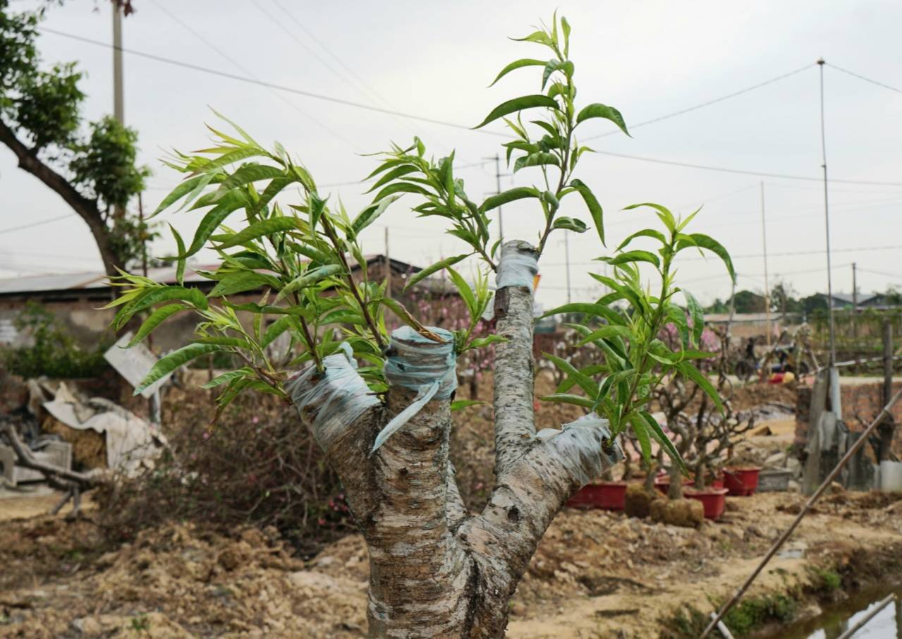 Sau Tet, viec cham soc dao rat quan trong vi day la giai doan cay bat dau phat trien tro lai. Trong dip Tet, dao thuong bi di chuyen nhieu, thay doi moi truong song nen can dac biet quan tam den viec thay dat, cat tia re de cay nhanh chong phuc hoi. Ngoai cac cay cu cho thue, toi con trong them gan 1000 goc dao de chuan bi cho Tet 2026”, ong Tram cho biet them.