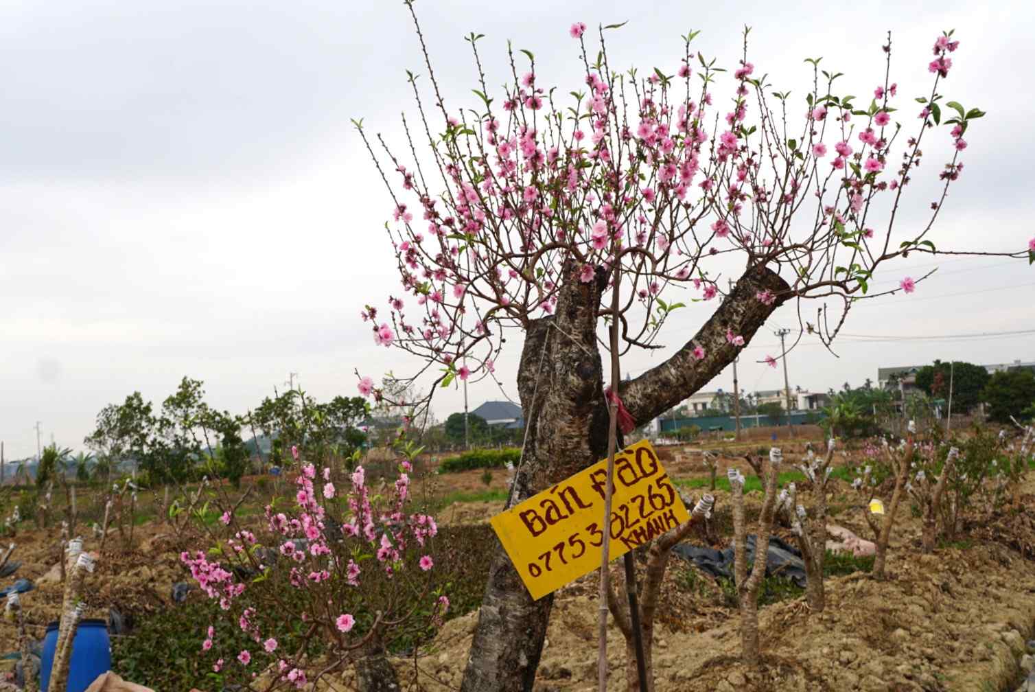 Ngoai nhung goc dao moi, nhung cay dao cu trong vuon chua kip ban trong dip Tet cua nguoi dan van dang no hoa ruc ro. Tuy nhien, de co duoc nhung cay dep va ban duoc gia cao trong vu sau, nguoi trong dao can tuan thu quy trinh cham soc nghiem ngat, bao gom phun thuoc bao ve thuc vat, su dung chat kich thich phu hop va vun xoi goc de cay phat trien khoe manh.