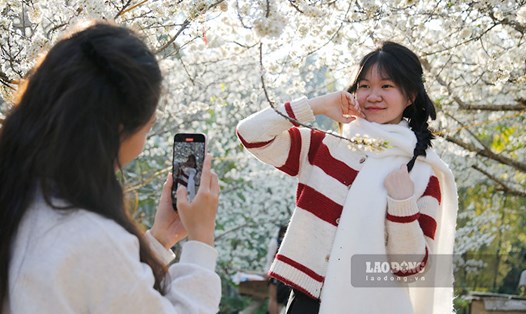 Vườn hoa mận thu hút giới trẻ đến check in. Ảnh: Quang Đạt