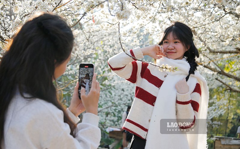 Plum blossom garden attracts young people to check in. Photo: Quang Dat