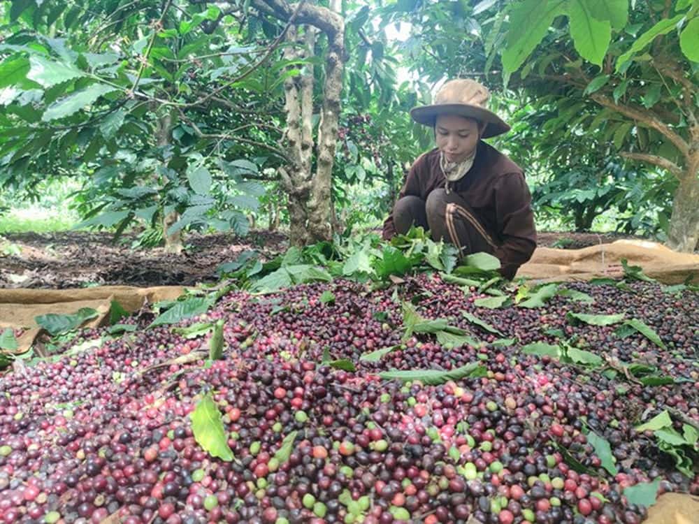 Coffee companies are responsible for paying insurance for employees regardless of high or low prices. Photo: Thanh Tuan