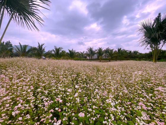 Vung dat Ninh Thuong trong thanh cong hoa tam giac mach – tiep tuc la “ky tich” ma Thong cung cac cong su tiep tuc lam nen sau nhung vuon nho sum sue trai. Anh: Phuong Linh