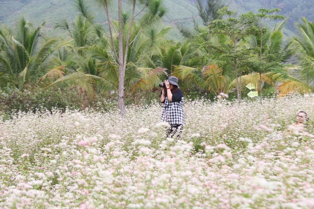 The buckwheat flower garden in the heart of the mountain in Khanh Hoa is attracting tourists to enjoy. Photo: Phuong Linh