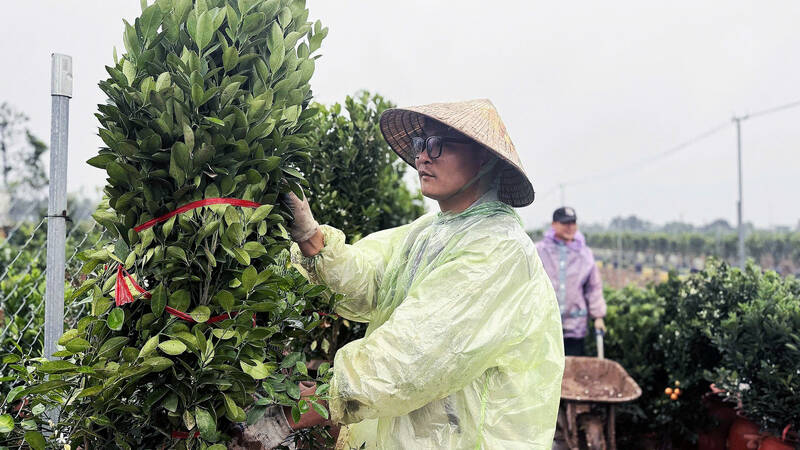 For long-time workers, each kumquat tree being successfully revived after Tet is a great joy, opening up hope for a better crop. Photo: Huyen Trang