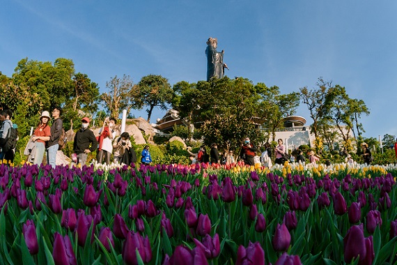 Dinh nui Ba Den ruc ro sac hoa tulip. Anh: Sun World Ba Den Mountain