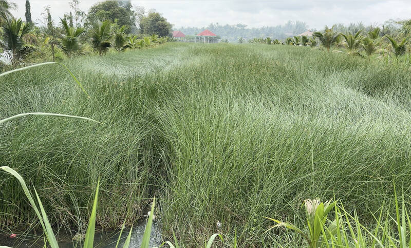 Gia cay lat giam khoang 50% tu dau nam 2024, anh huong thu nhap den thu nhap cua nguoi trong lat xa Duc My, huyen Cang Long. Anh: Hoang Loc