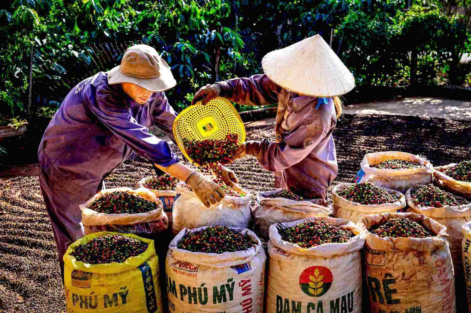 Dak Lak farmers harvest coffee for export. Photo: Duy Thuong