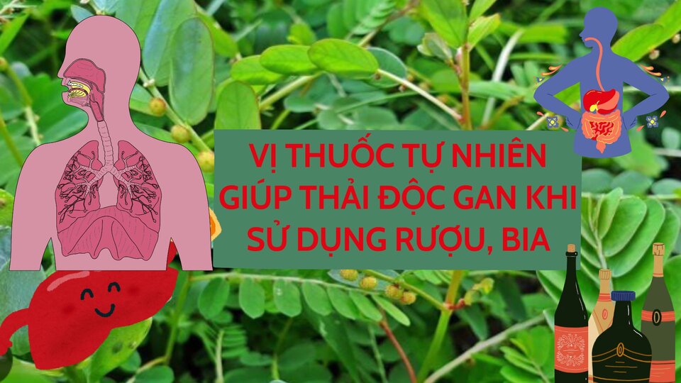 Natural medicine to help detoxify the liver when using alcohol, beer