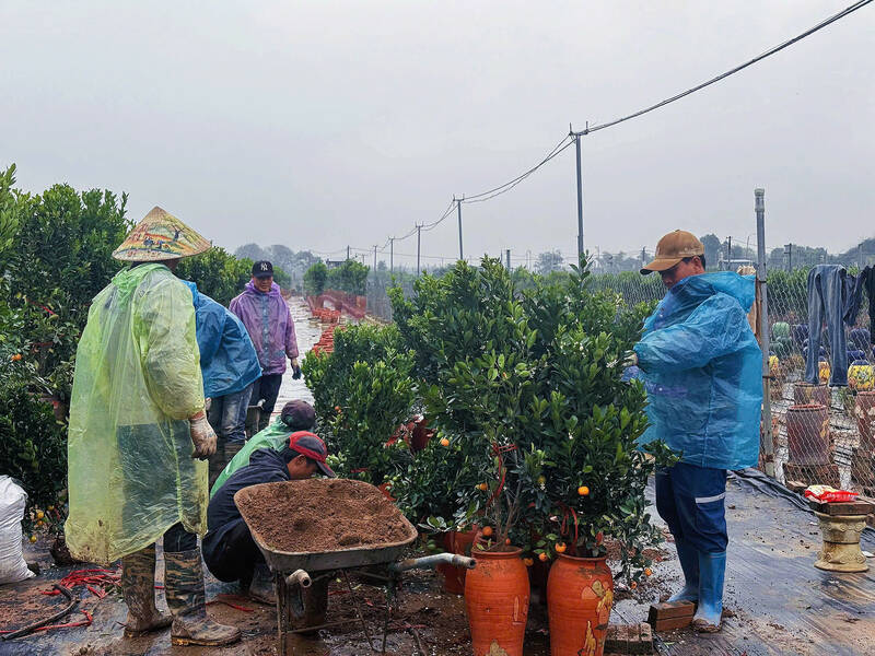 Khap cac vuon cay, nguoi nong dan luon tay bon phan, tuoi nuoc, cat tia canh, khong khi tat bat khong khac gi mua cao diem truoc Tet. Anh: Huyen Trang