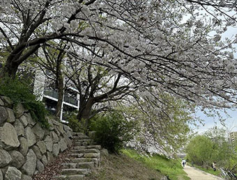 Cherry blossom viewing tours in Japan are of interest to many Vietnamese tourists. Photo: Thanh Chan