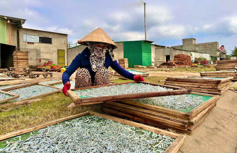 The anchovies are dried, then processed, classified, and exported to foreign markets. Photo: Vien Nguyen.