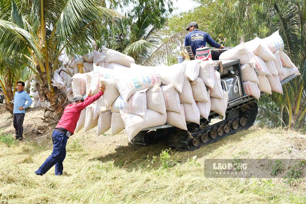 De dam bao tot viec thu hoach va tieu thu lua Dong xuan, cac dia phuong, hop tac xa va ba con nong dan can quan tam chuan bi tot phuong tien, may moc de thu hoach gan voi tieu thu. Anh: My Ly 