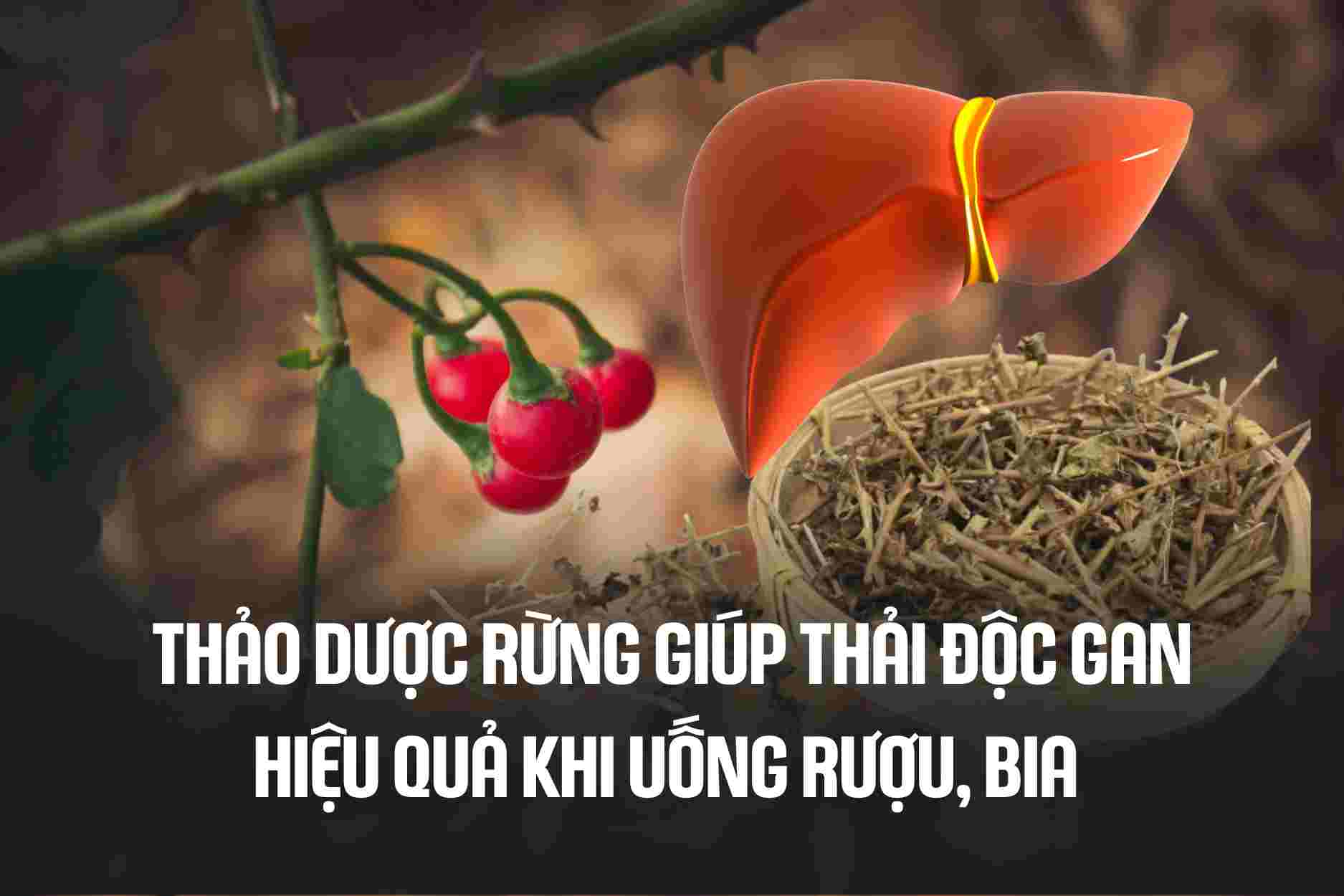 Forestry aloe vera helps detoxify the liver effectively when drinking alcohol, beer