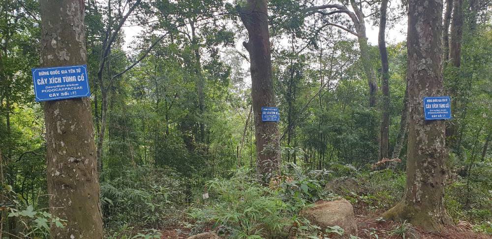 The ancient Red Pine Garden with over 100 Red Pine trees about 700 years old is located in the middle of the Yen Tu deep forest. Photo: Nguyen Hung