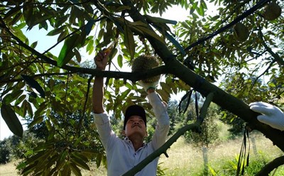 The locality will focus on start-ups for people in ethnic minority areas of Khanh Hoa. Photo: Binh Quy