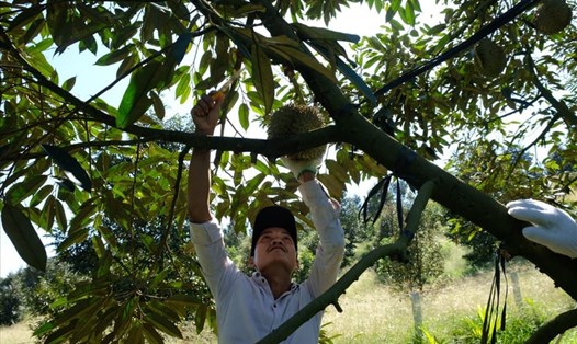 Địa phương sẽ tập trung khởi nghiệp cho người dân vùng dân tộc thiểu số Khánh Hòa. Ảnh: Bình Quý