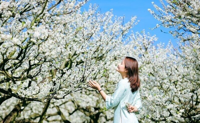 Tourists take photos to check-in Moc Chau plum blossoms. Photo: Le Hai