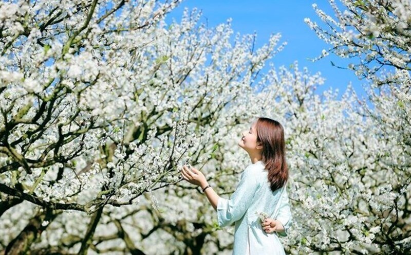 Tourists take photos to check-in Moc Chau plum blossoms. Photo: Le Hai