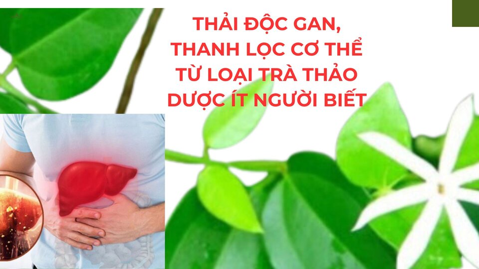 Detoxify the liver, purify the body from herbal tea that few people know about