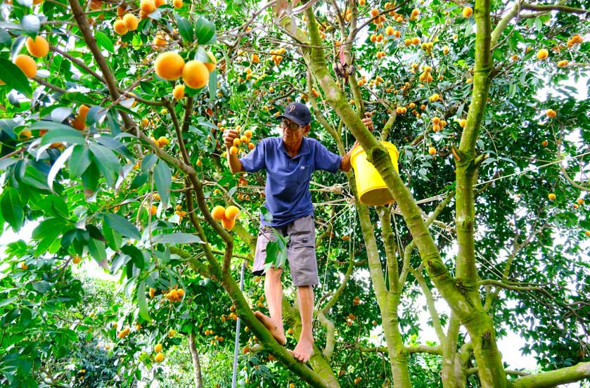 Nhung ngay nay, cac ho nong dan tren dia ban xa Dong Thanh (thi xa Binh Minh, tinh Vinh Long) dang buoc vao mua thu hoach thanh tra ngot. Nho thoi tiet thuan loi va ky thuat cham soc tot nen nang suat trai cao, san luong thu hoach tang manh.