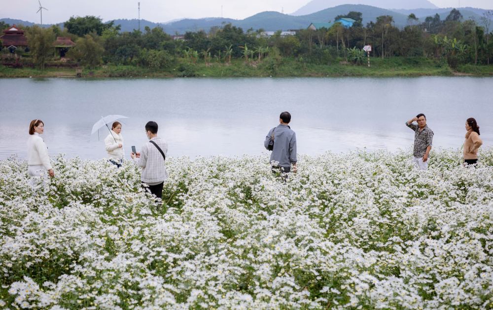 Trong những ngày tháng 2, khi tiết trời trở nên ấm áp, nhiều du khách và người dân tại TP Huế không khỏi xao xuyến trước vẻ đẹp rực rỡ của các vườn hoa cải, tiểu cúc nở rộ bên dòng sông Hương, tại đường Văn Thánh, phường Long Hồ, quận Phú Xuân.