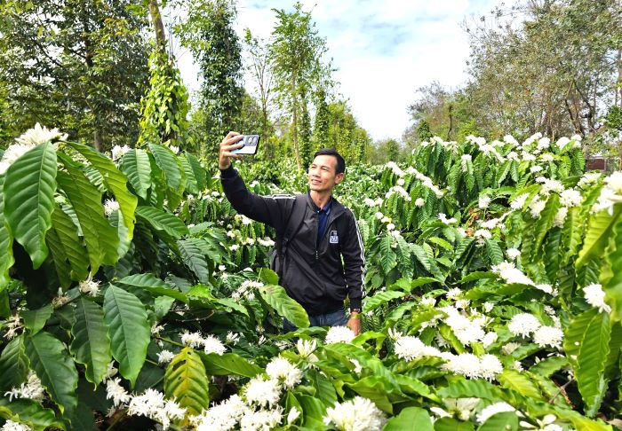 The pure, seductive white coffee blossoms invite visitors to the Central Highlands. Photo: Thanh Quynh