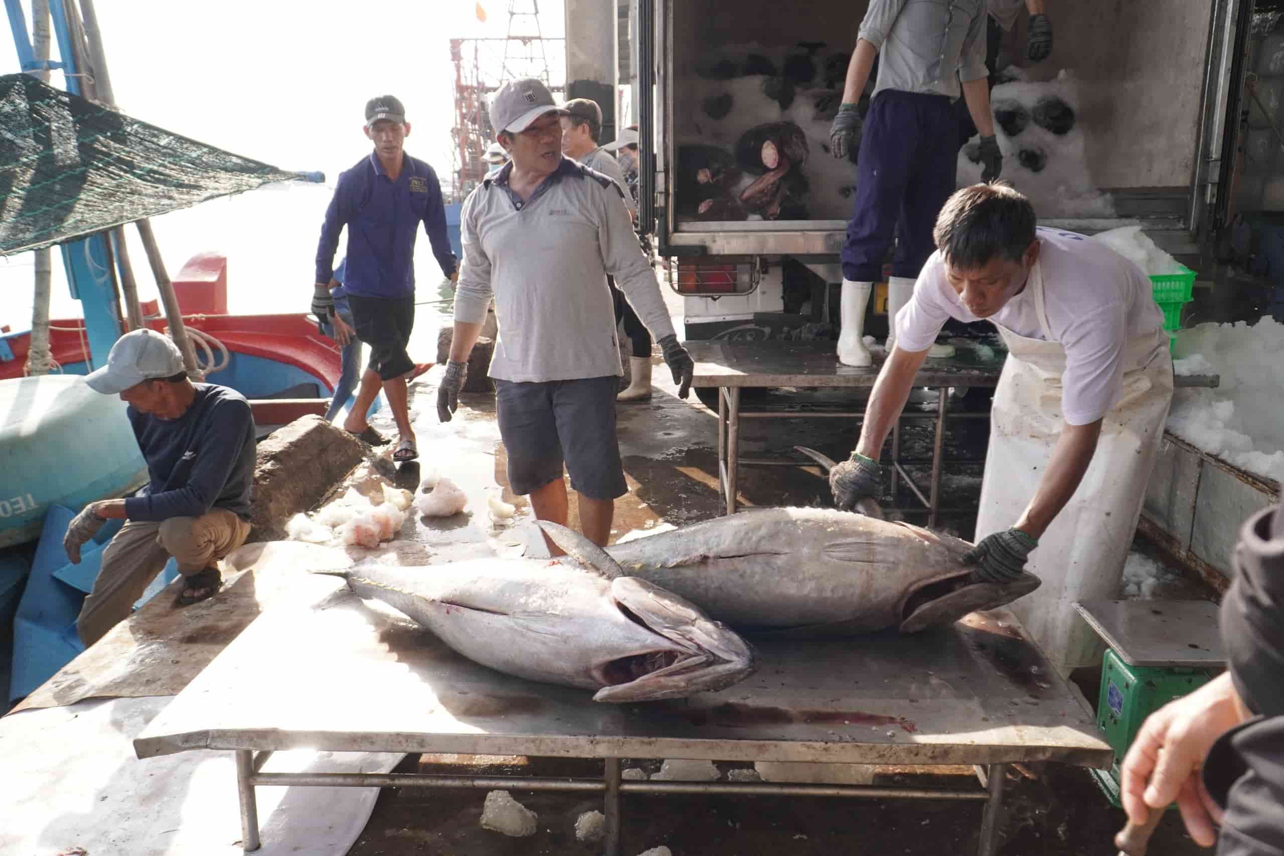 Authorities are focusing on handling violations in the fisheries sector in Khanh Hoa. Photo: Huu Long