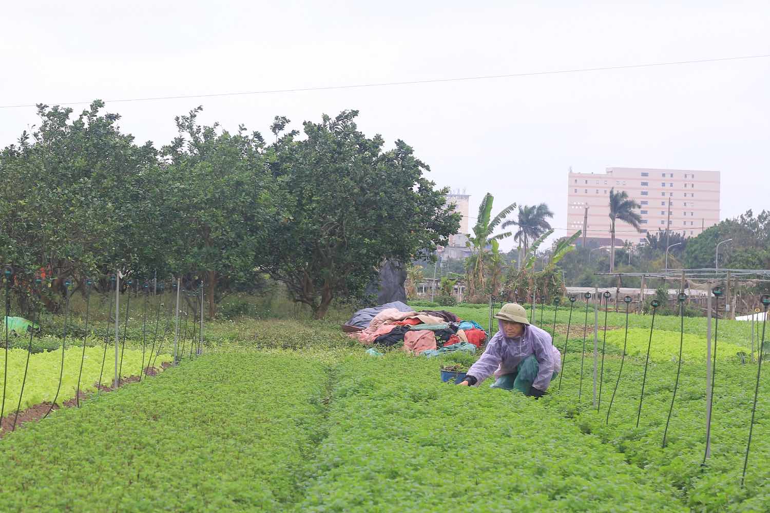 Anh Nguyen Gia Manh (pho Phuc Ly, phuong Minh Khai, quan Bac Tu Liem, TP Ha Noi) hien van dang trong cac loai rau tai khu vuc nay. Anh: Khanh An