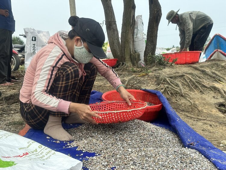 Oc gao duoc xem la “loc bien” cua ngu dan bai ngang o Quang Ngai. Anh: Vien Nguyen.