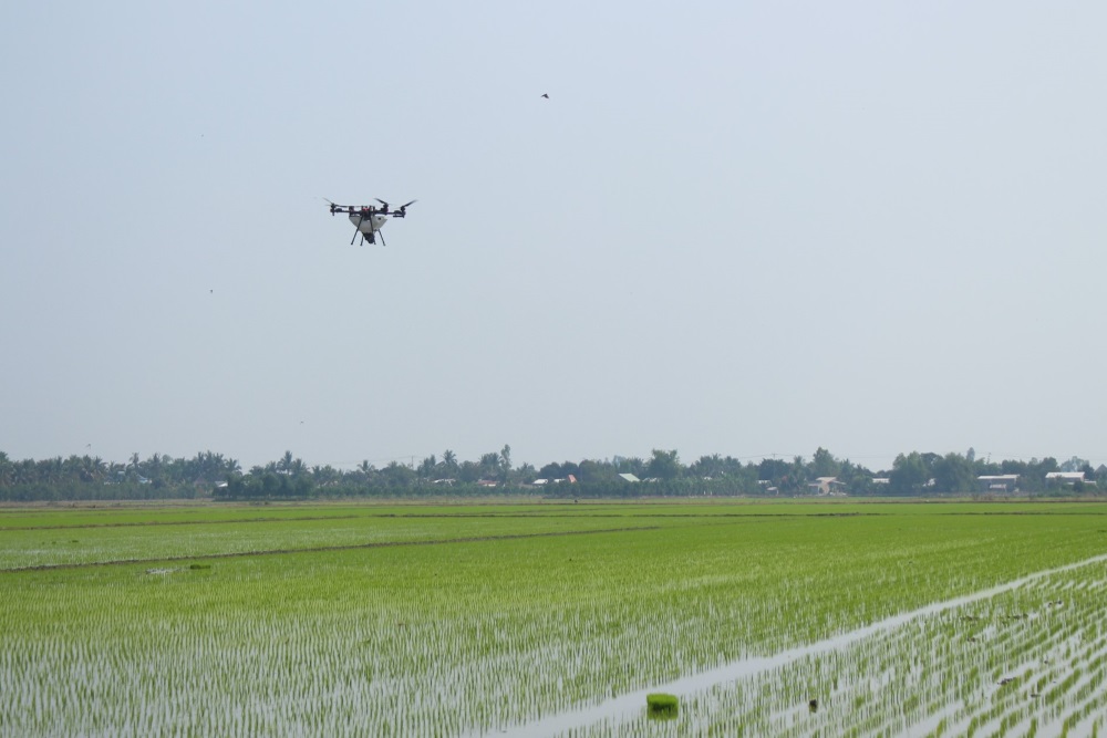 Canh dong lua tai tinh Dong Thap duoc drone cham soc. Anh: Nhom PV.